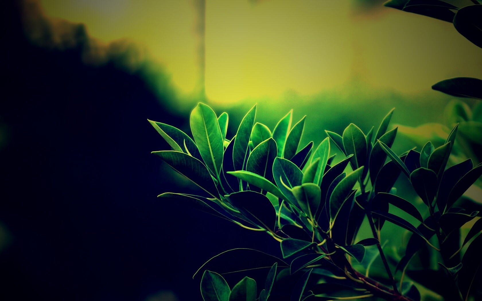 Листья обои