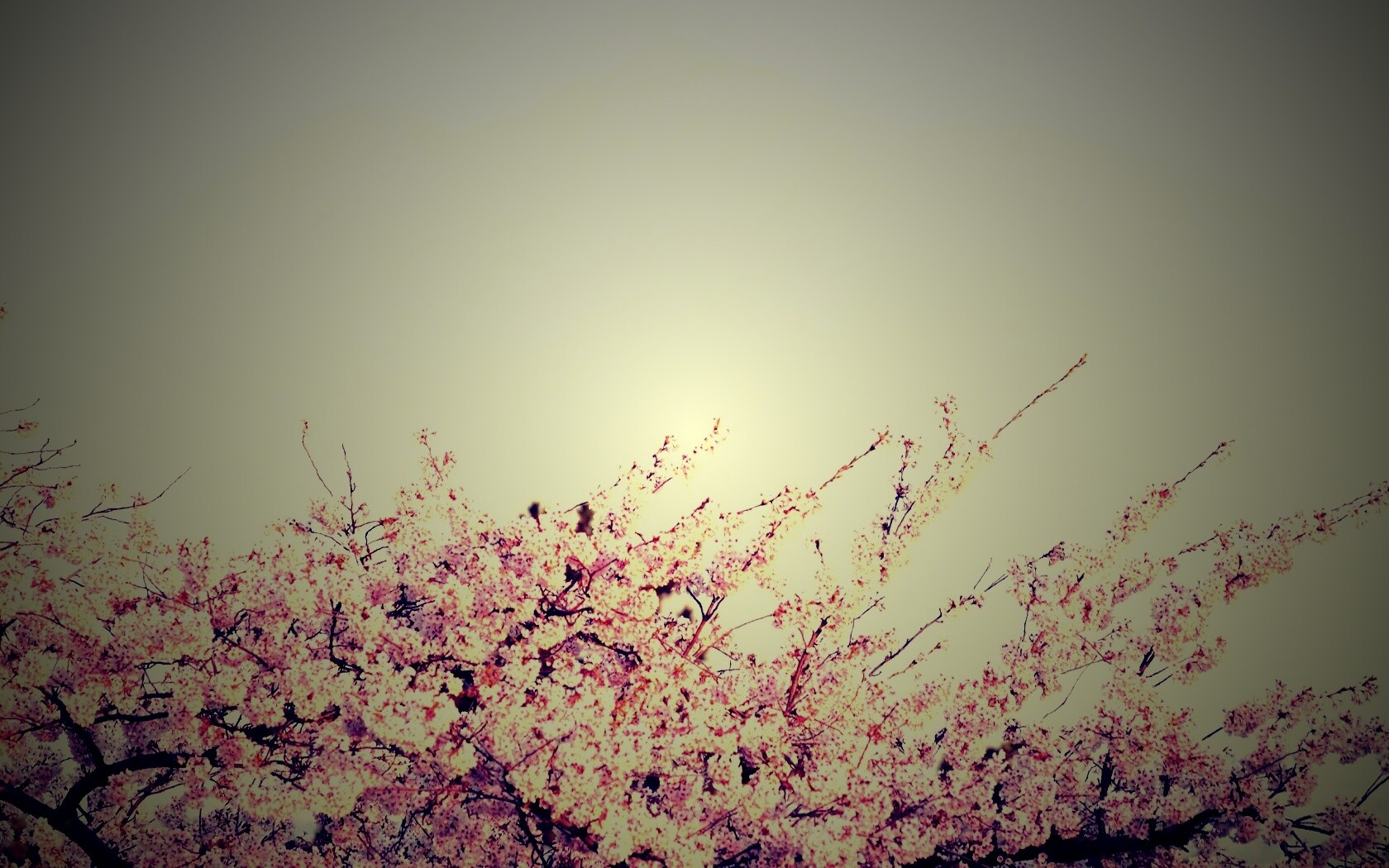 Цветение вишни в горах обои