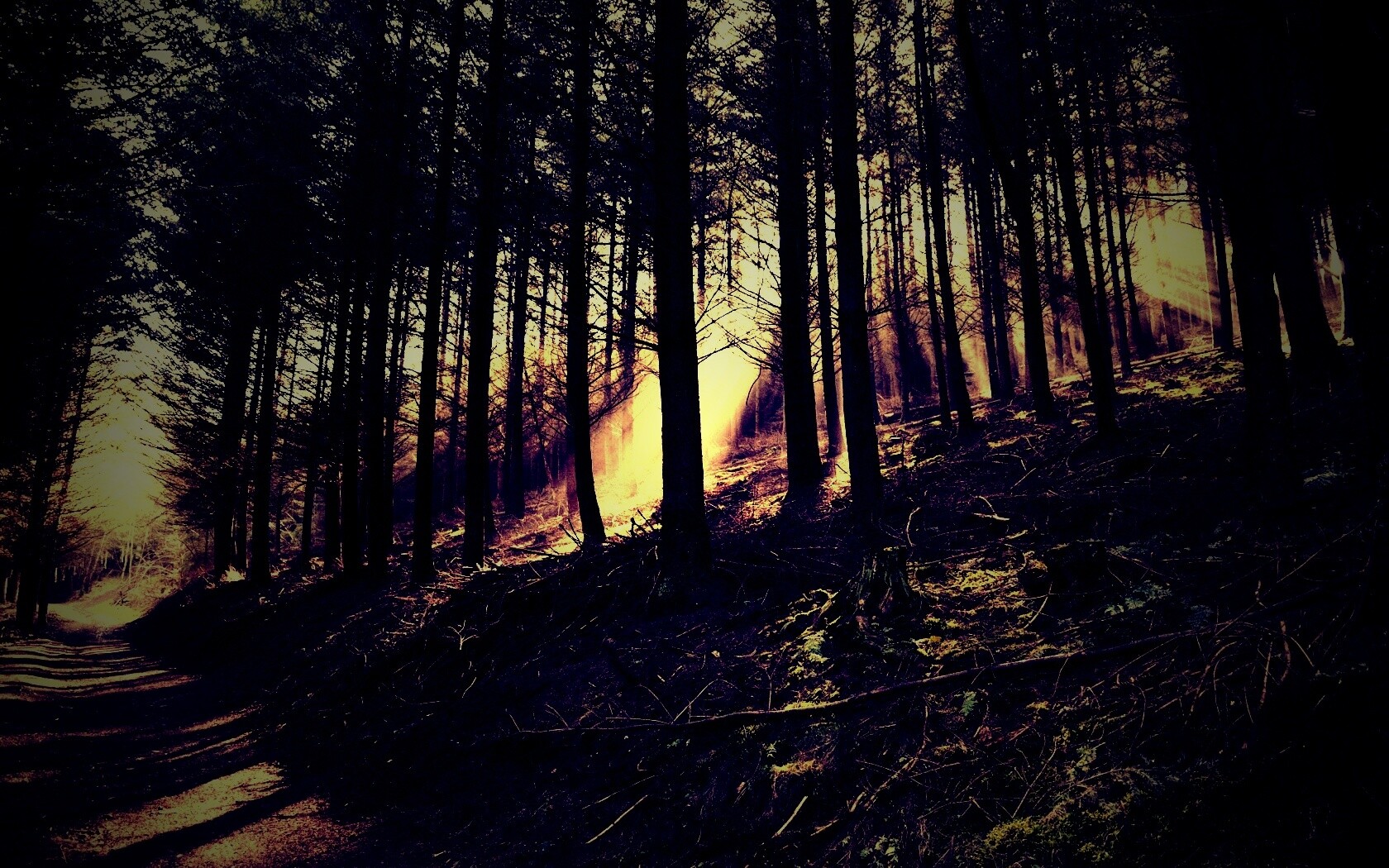 Лесная дорога обои