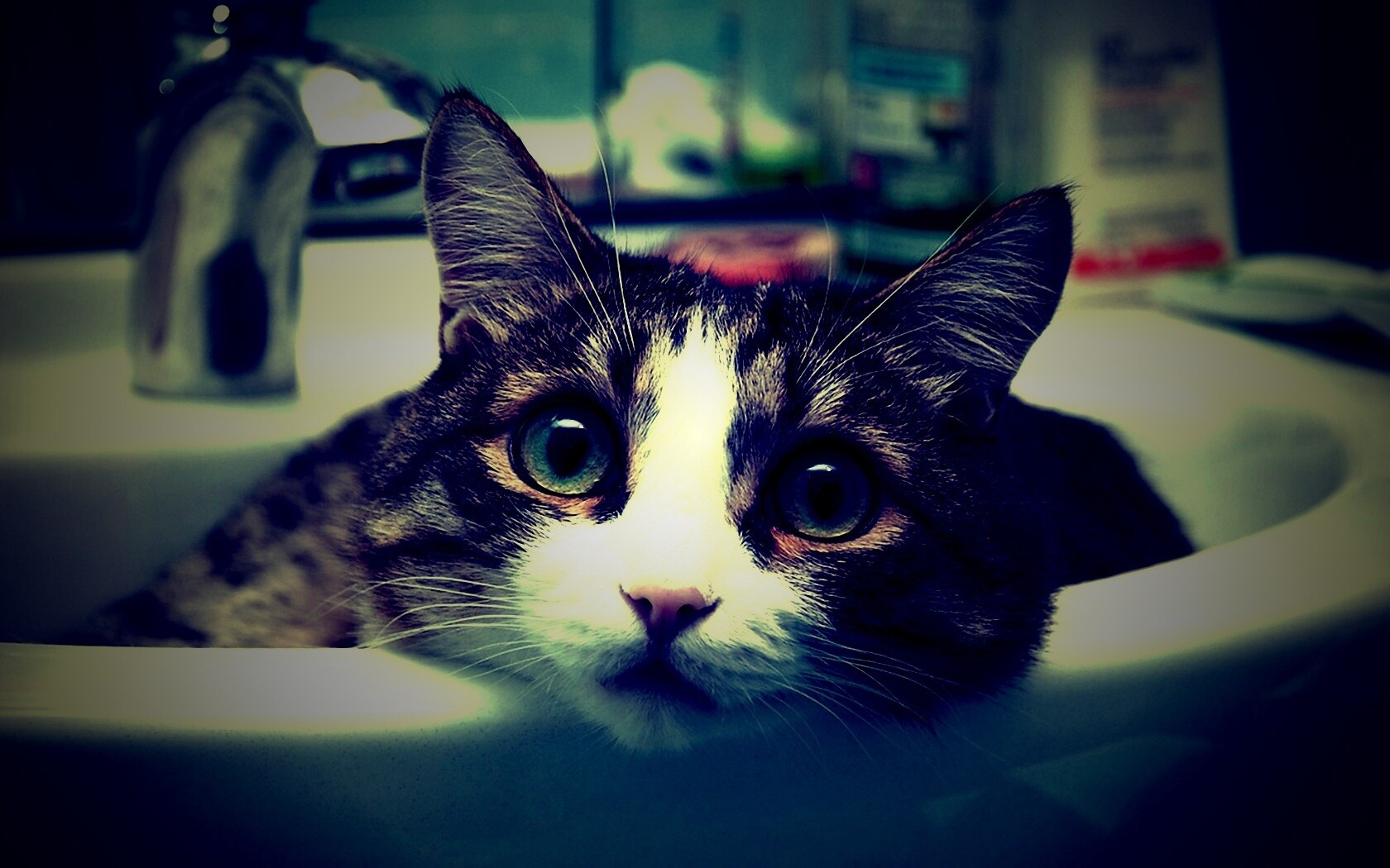 Кошак выглядывает из раковины обои