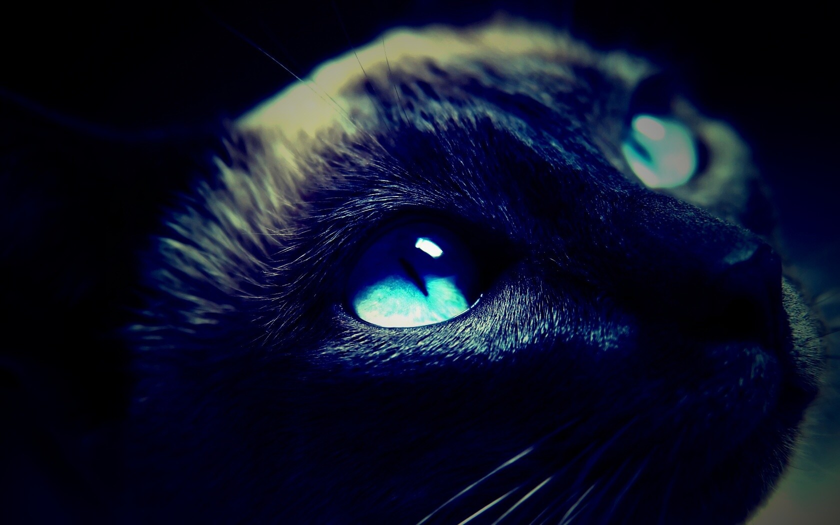 Кот с голубыми глазами обои