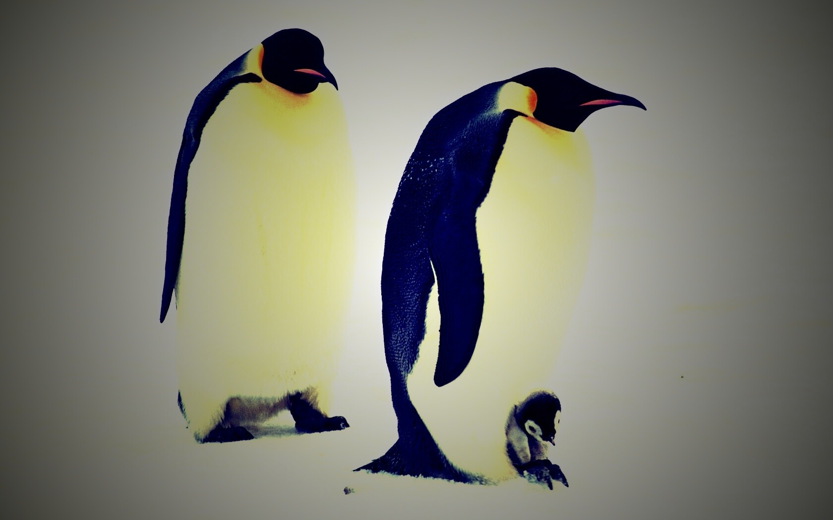 Семья пингвинов обои