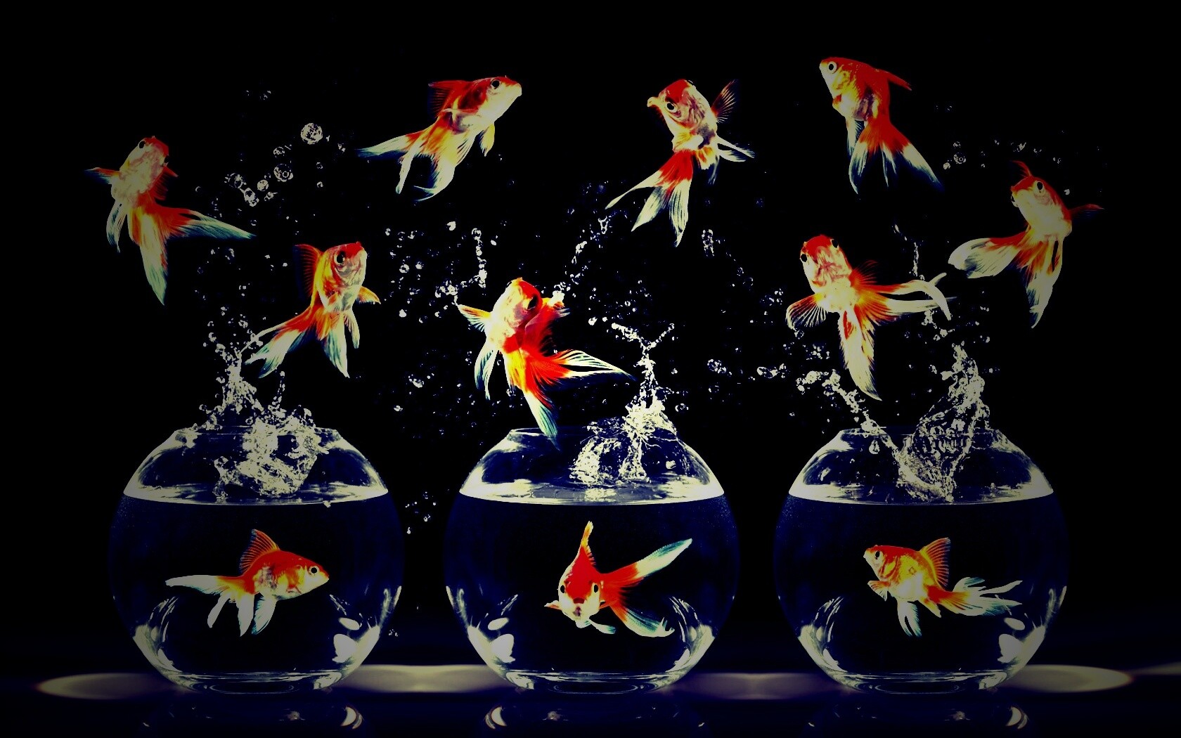 Аквариумы жонглируют рыбами обои