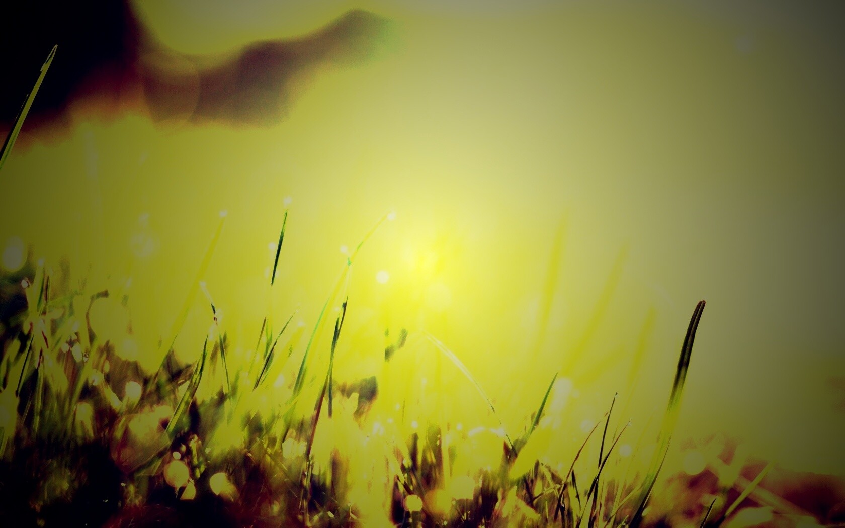 Красивая сочная трава обои