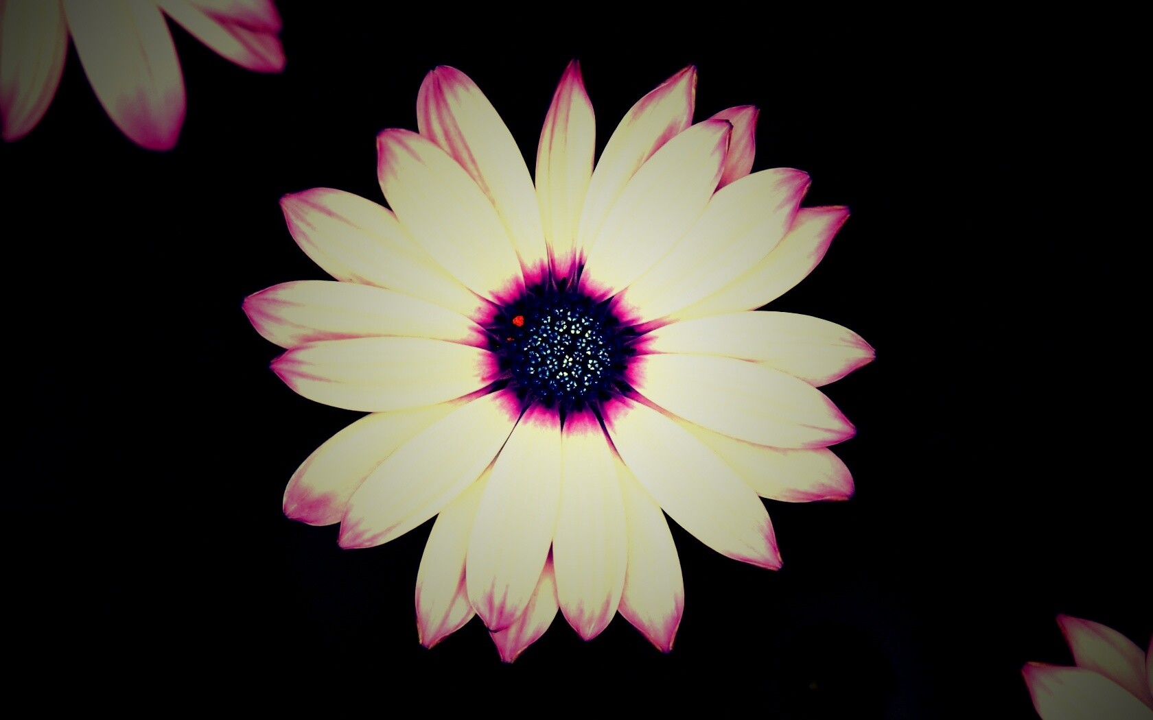 Макро фотография цветка обои