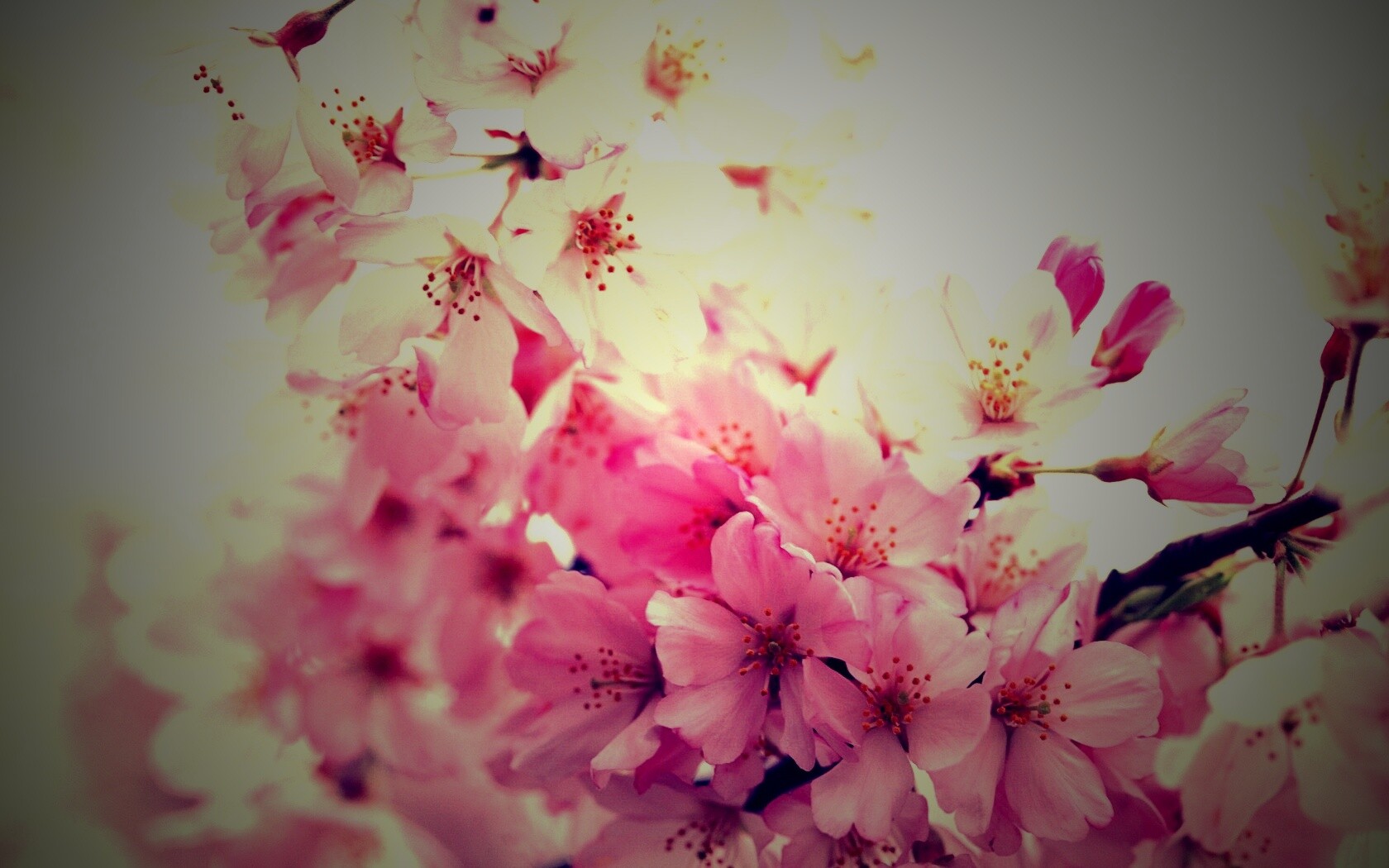 Цветение вишни обои