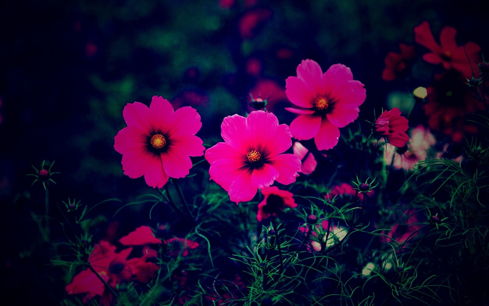 Яркие розовые цветы обои