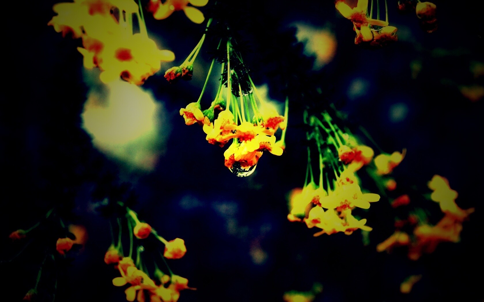 Жёлтые цветочки на ветке обои