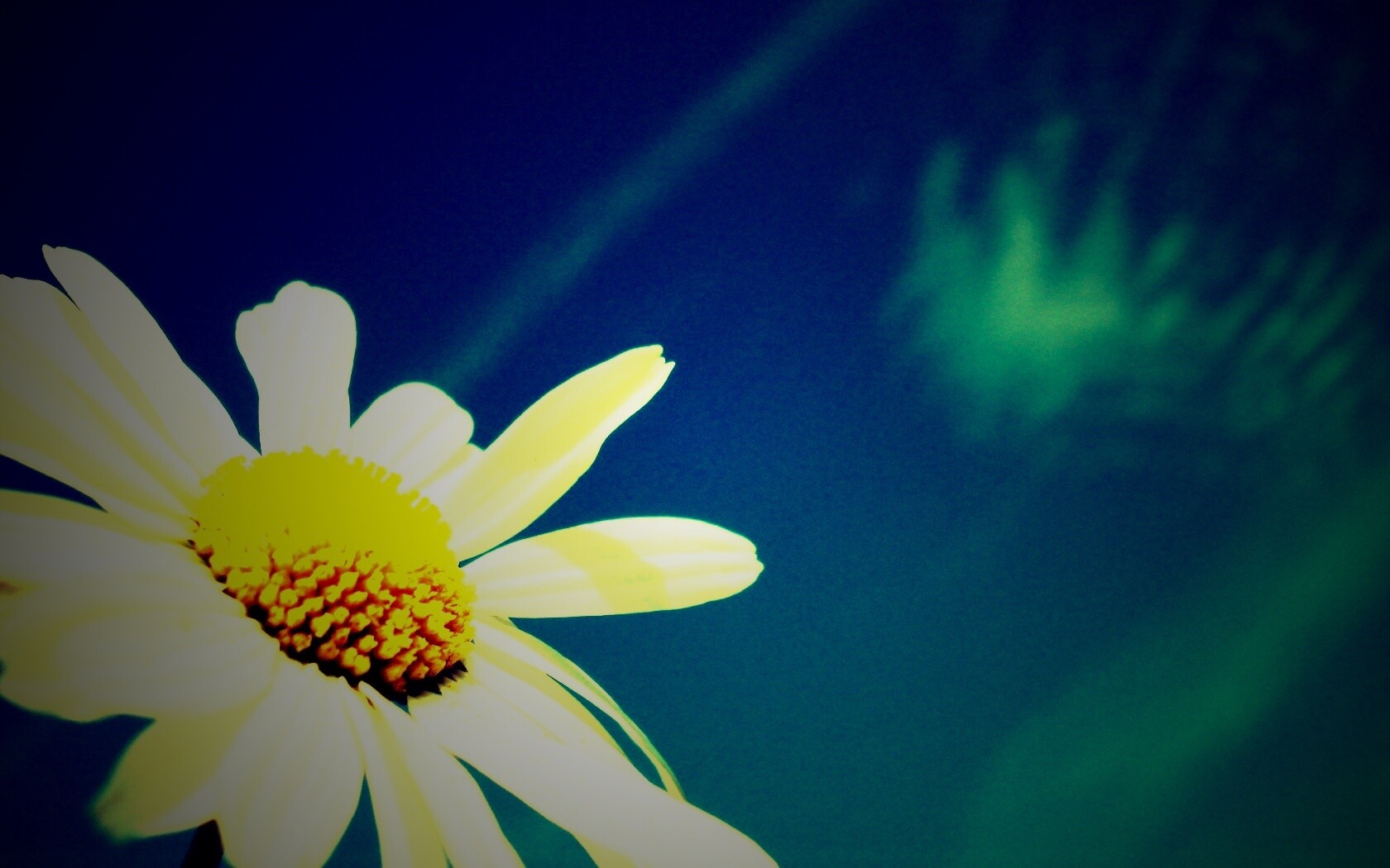 Ромашка на фоне синего неба обои