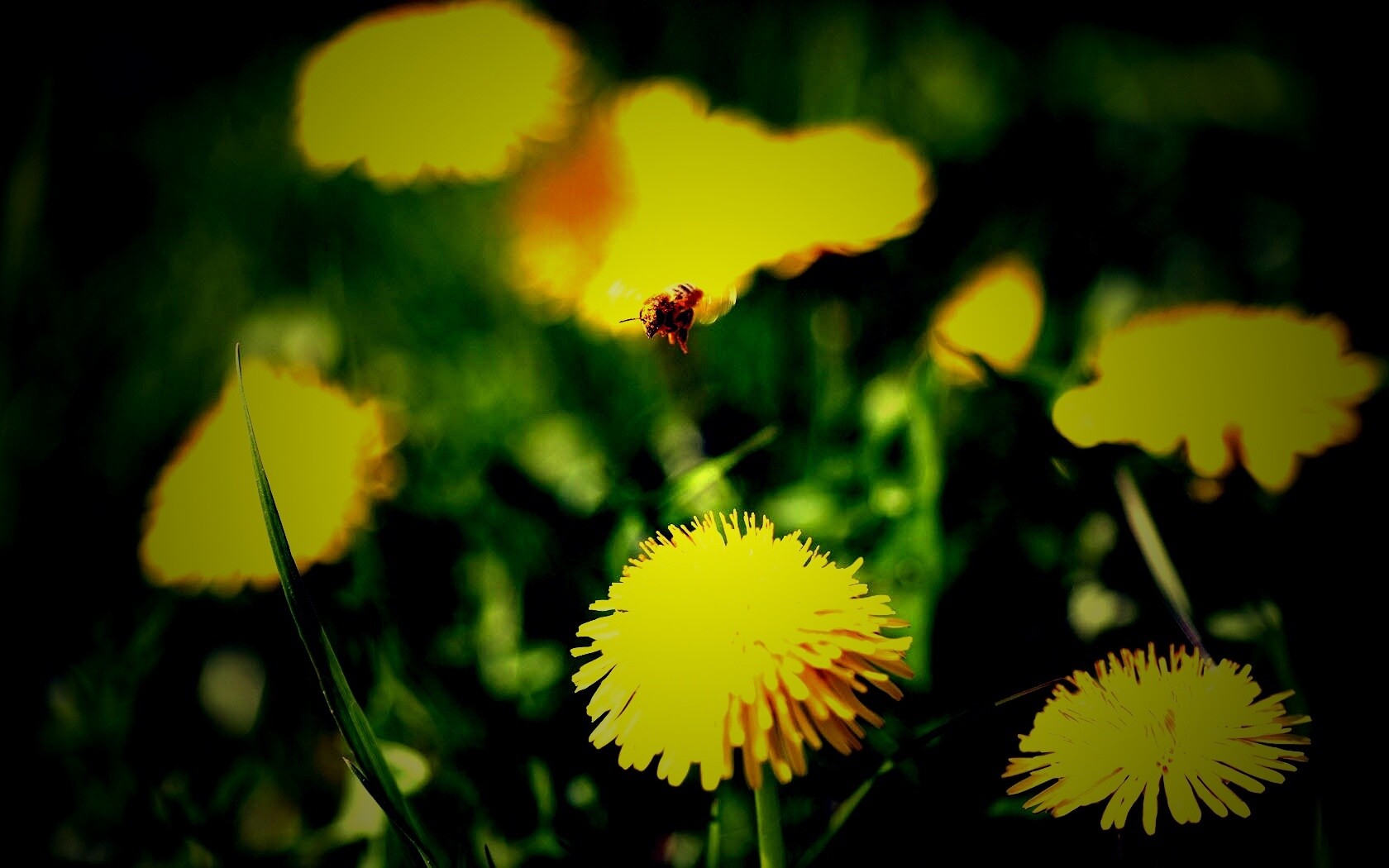 Пчёлка пролетает над одуванчиками обои