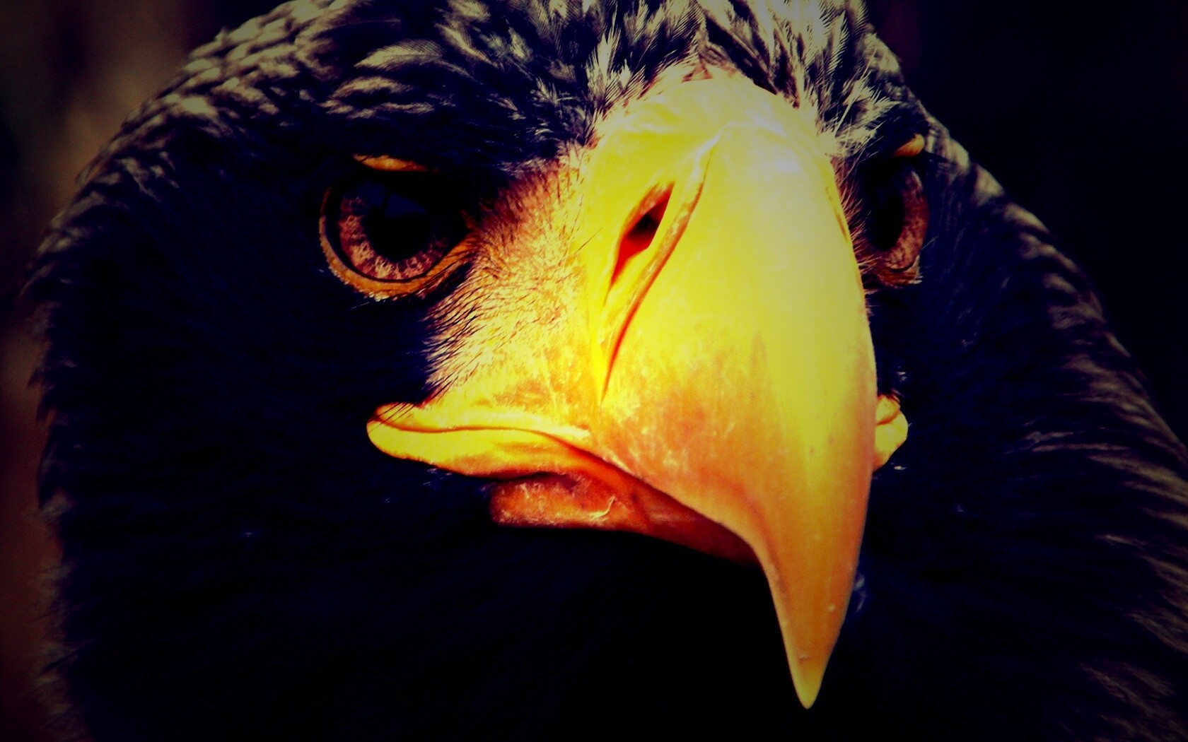 Орёл - птица гордая обои