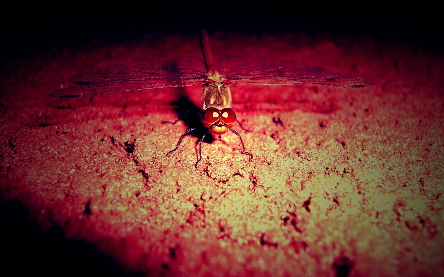 Стрекоза обои