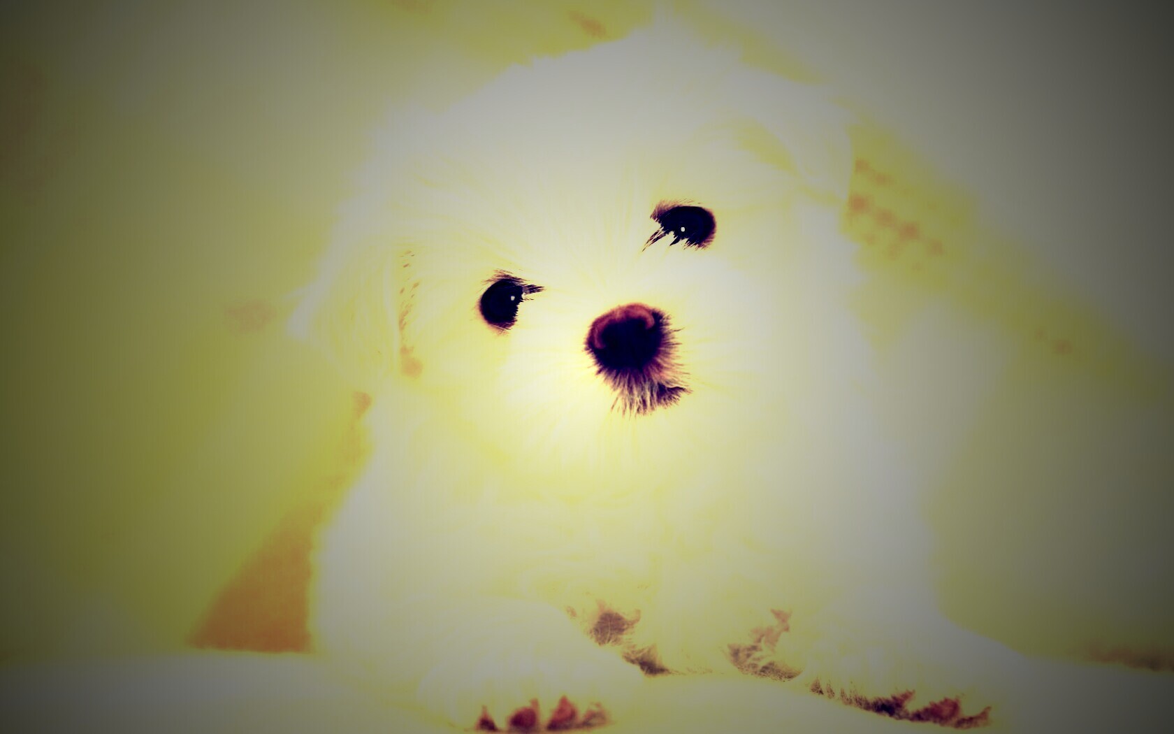 Щенок мальтийской болонки обои