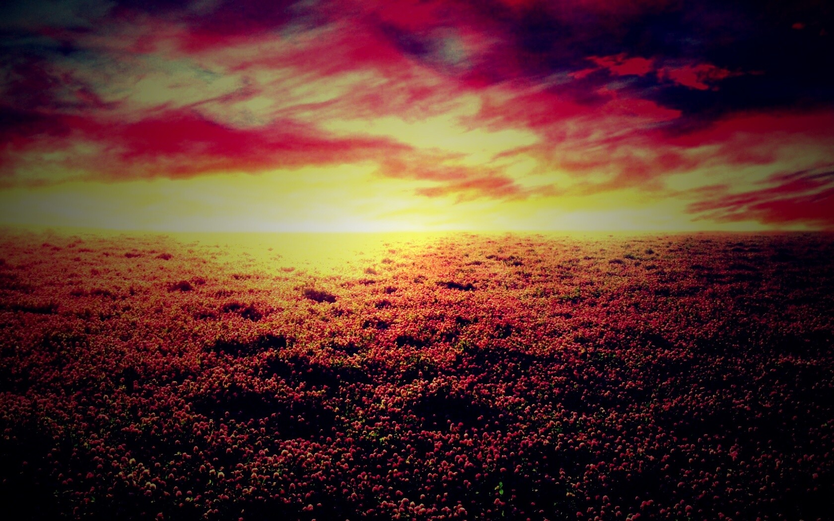 Закатное небо над цветочным полем обои