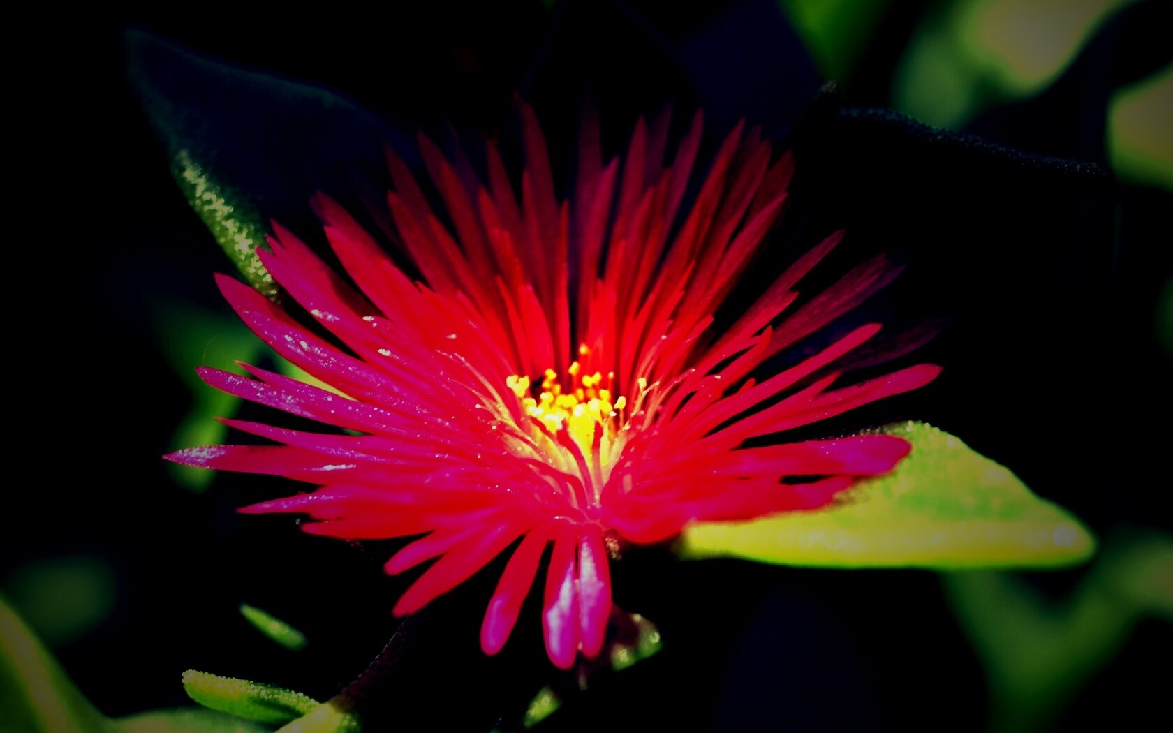 Чудесный цветок обои