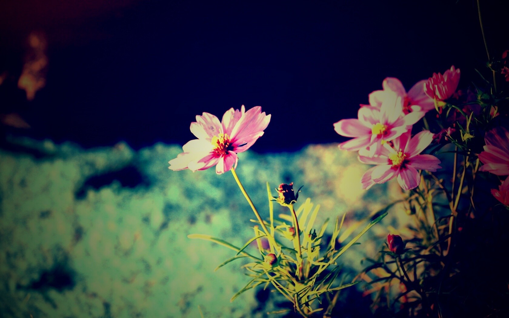 Полевой цветок обои