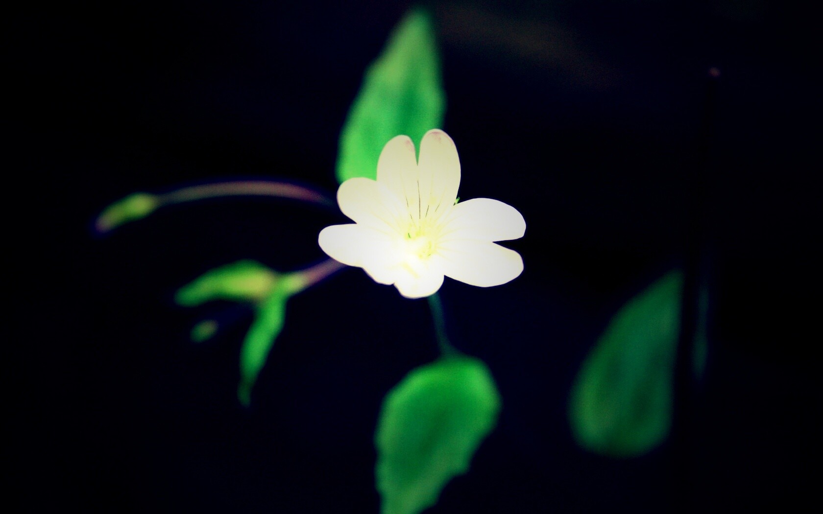 Маленький цветок в макро обои