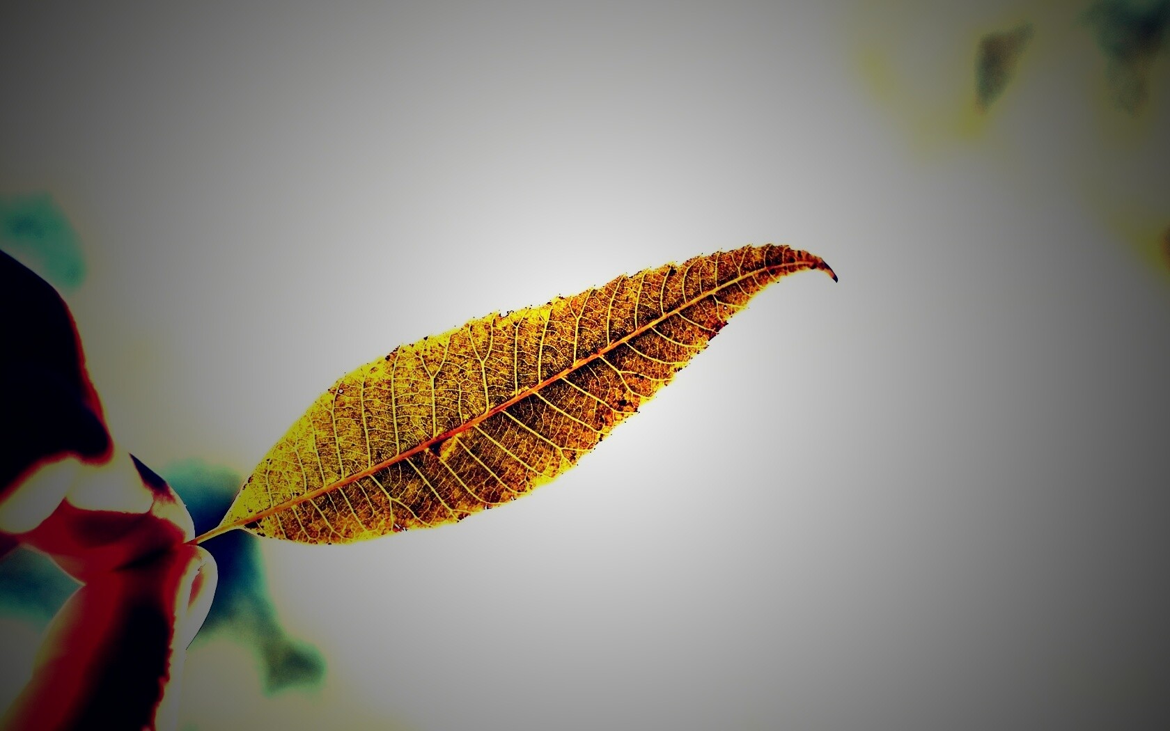Листик в пальцах обои