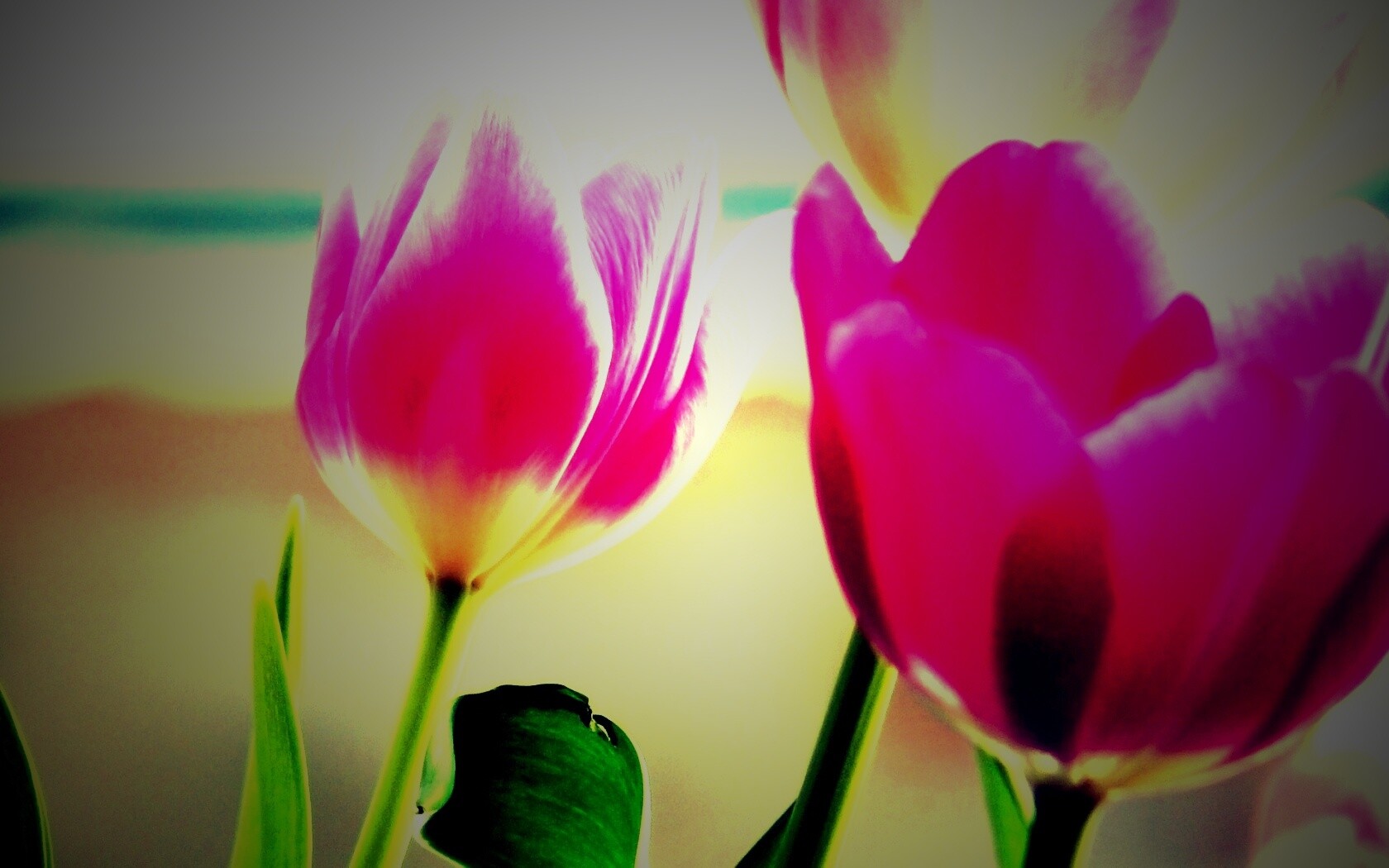 Тюльпаны обои