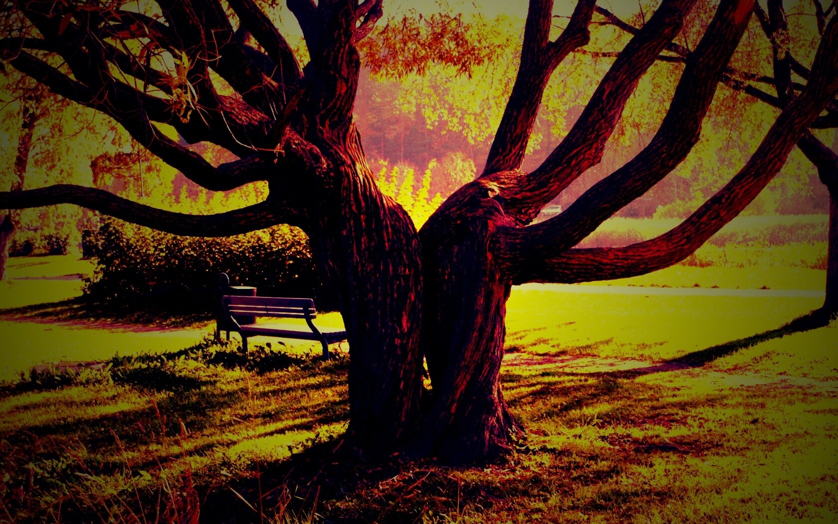 Старые сросшиеся деревья обои