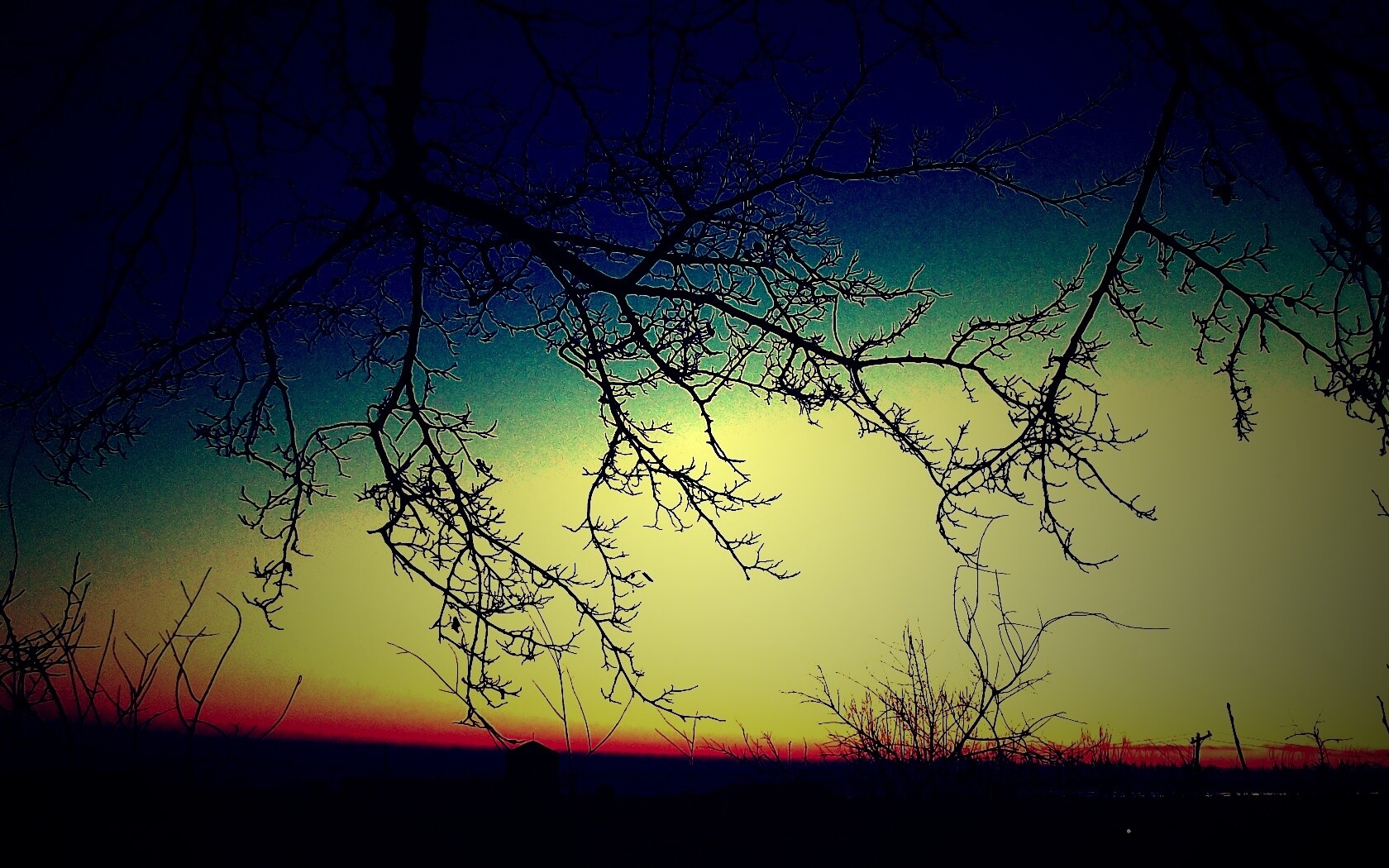 Закат сквозь ветки деревьев обои