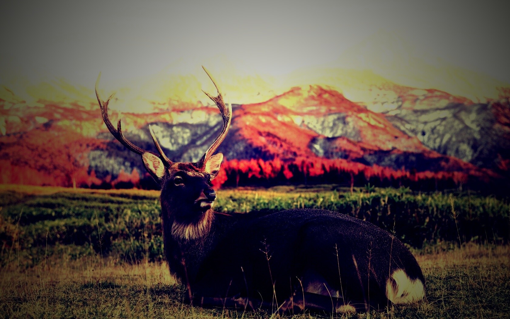 Олень отдыхает в предгорьях обои