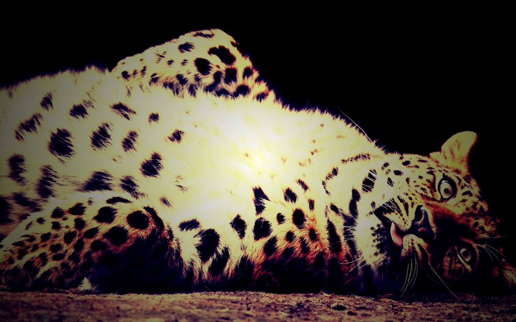 Большая пятнистая кошечка обои