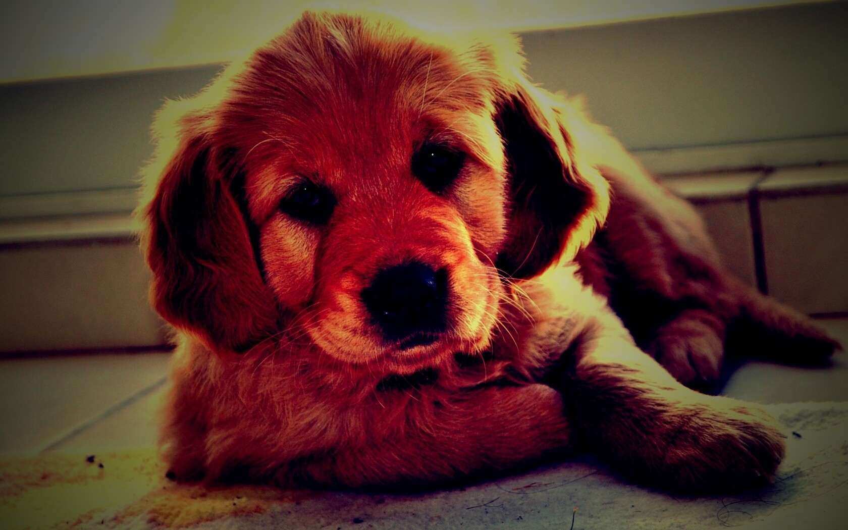 Сонный щенок лабрадора обои