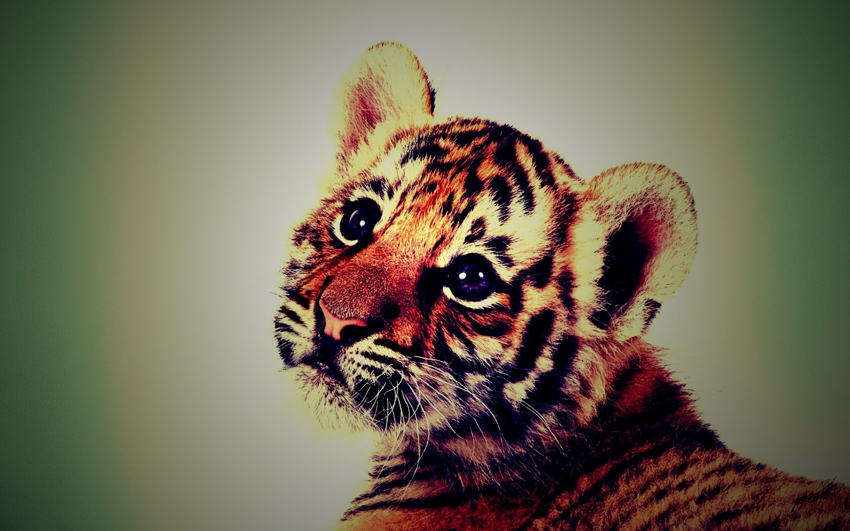 Тигрёнок с грустным взглядом обои