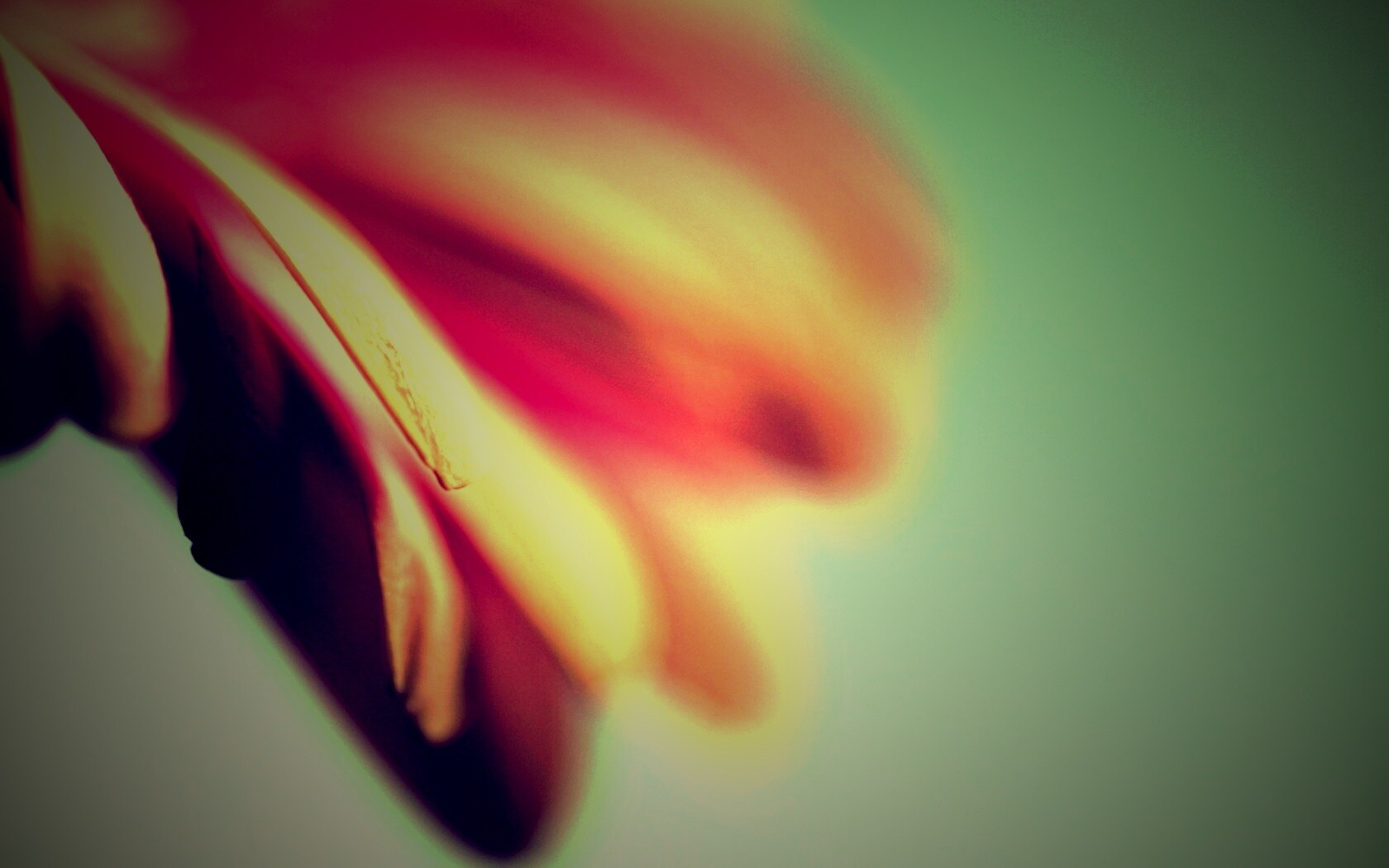 Лепестки цветка в макро обои