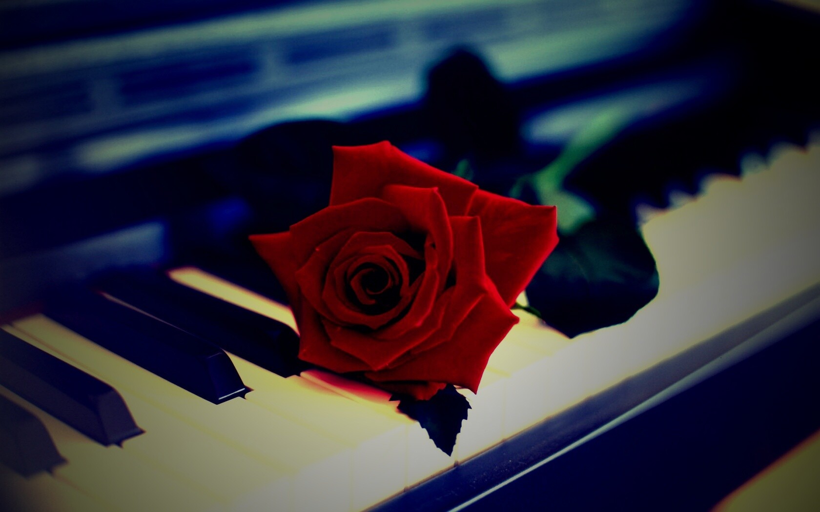 Роза на клавишах пианино обои