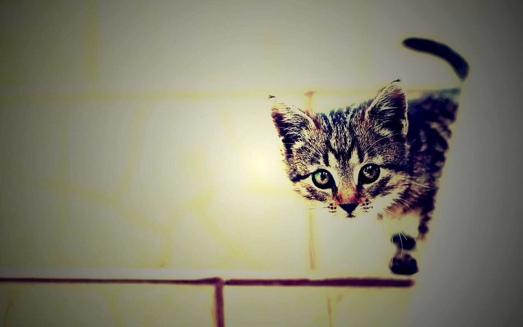 Коётнок выглядвает обои