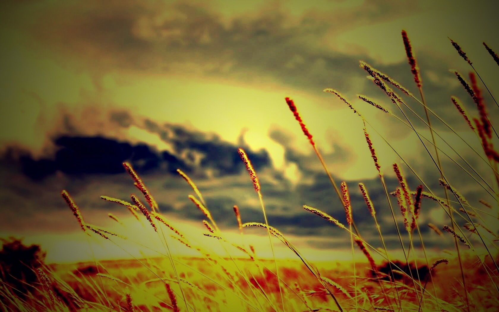 Золотистое поле обои