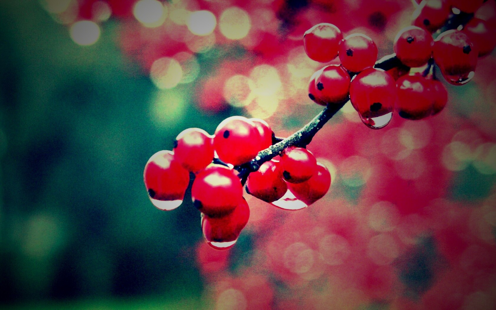 Капли росы на ягодах рябины обои