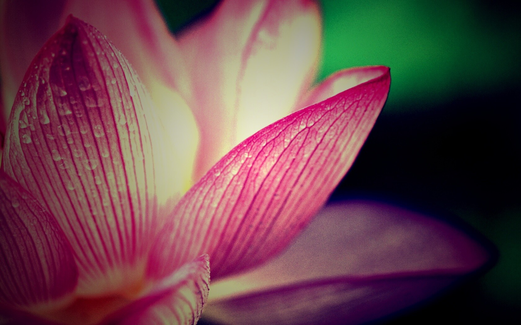 Лепестки цветов обои