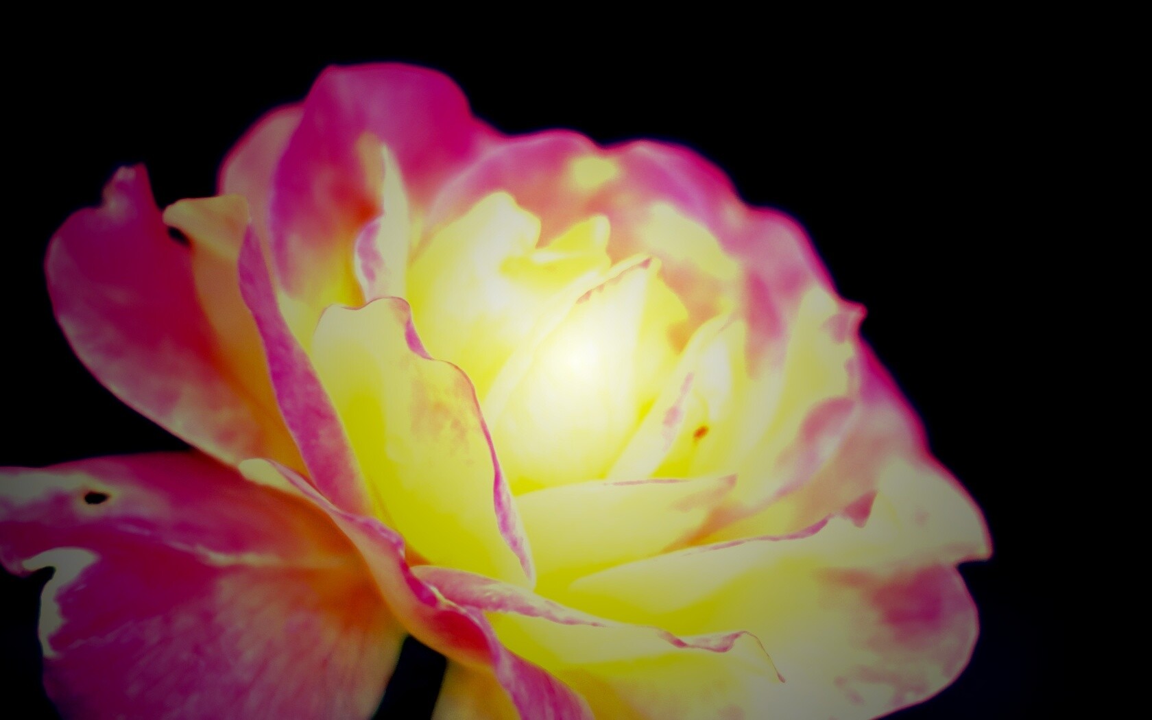 Картинка с нежным розовым цветком обои