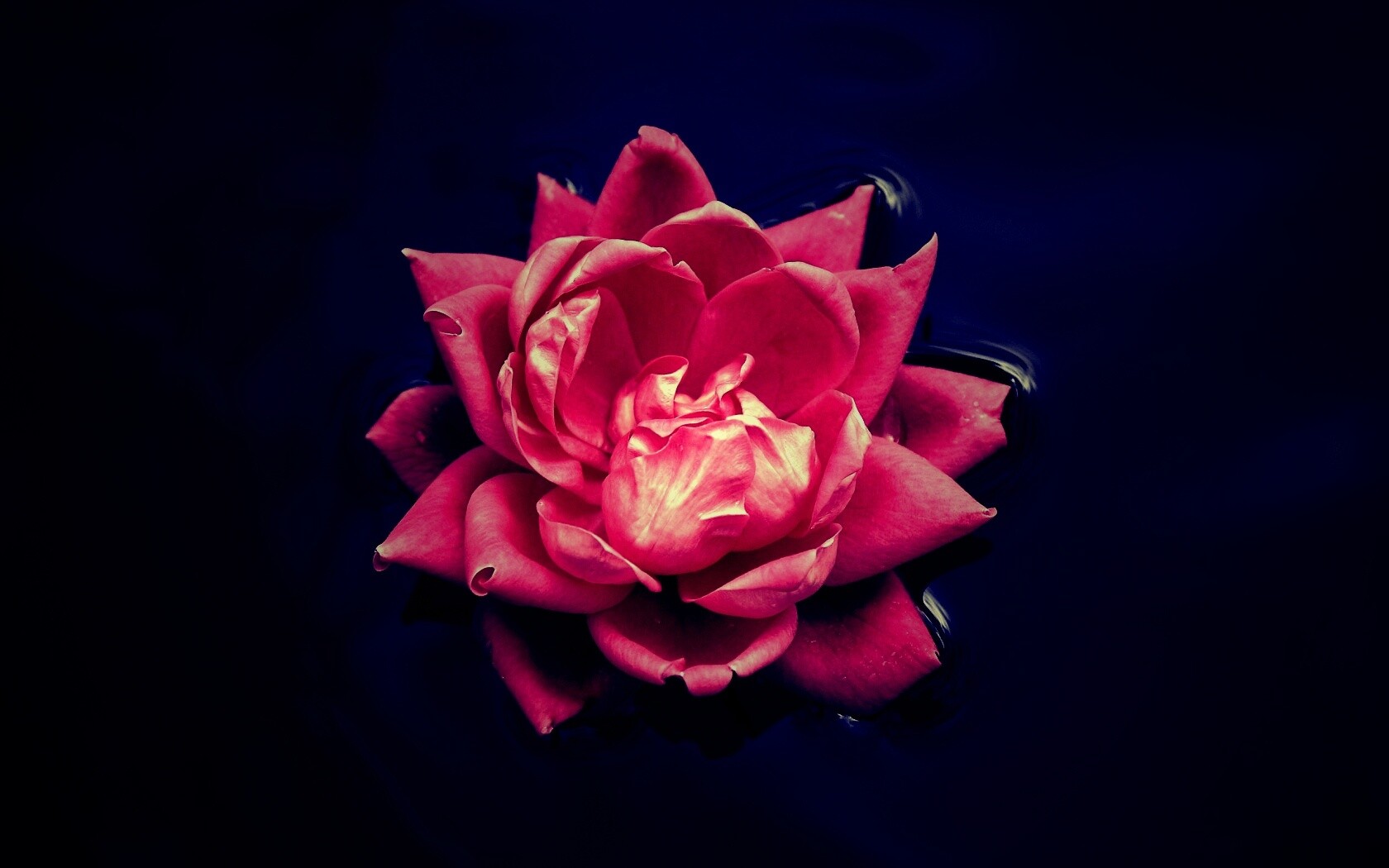 Красивый цветок на воде обои