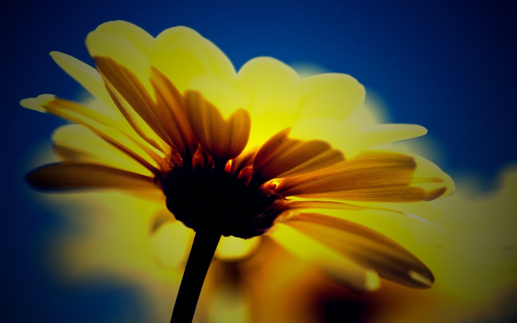 Макро-фото желтого цветка обои