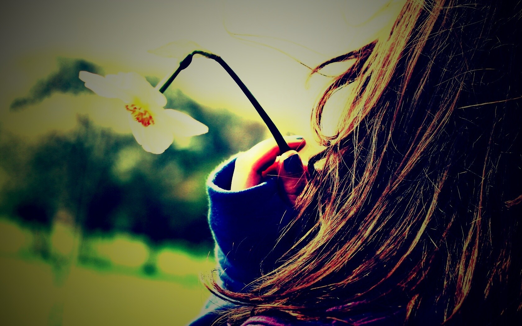 Девушка с нарциссом в руке обои