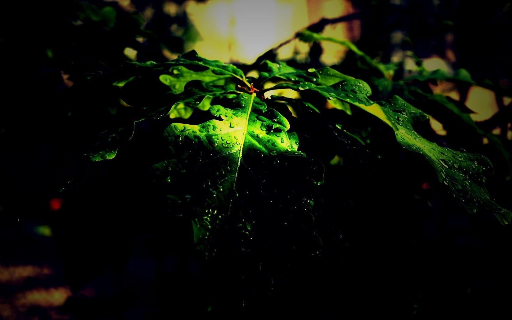 Сочные листья дуба обои