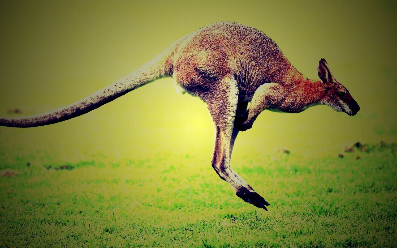 Кенгуру обои