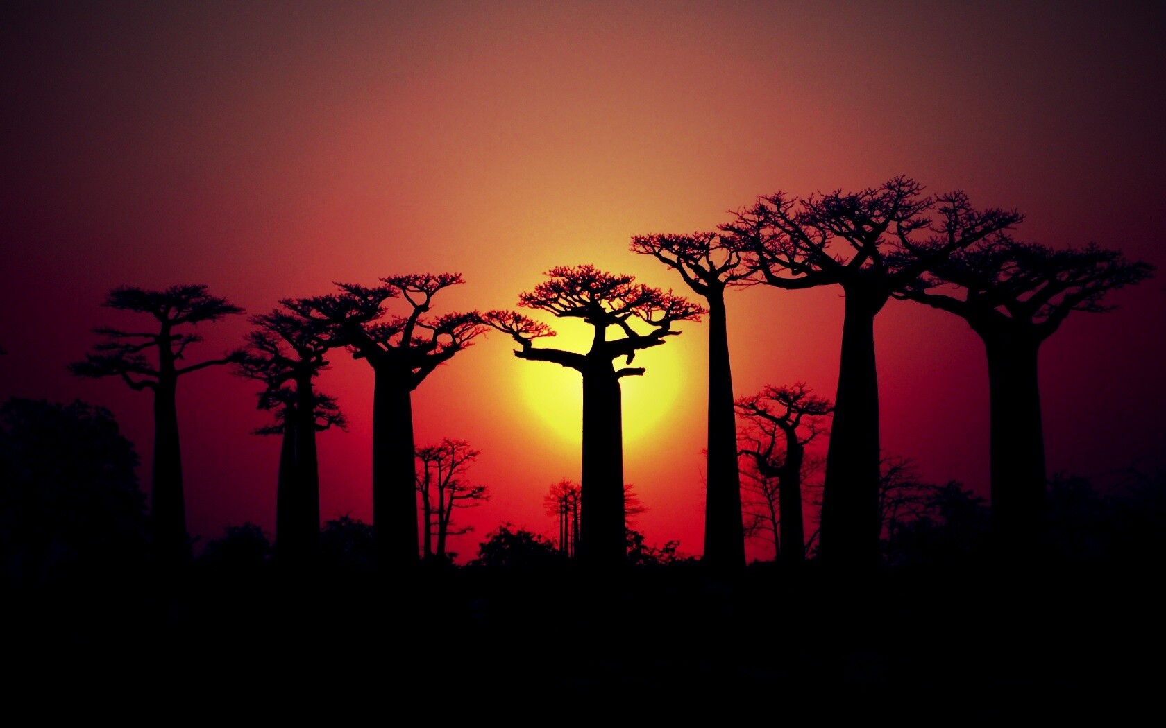 Баобабы на закате обои