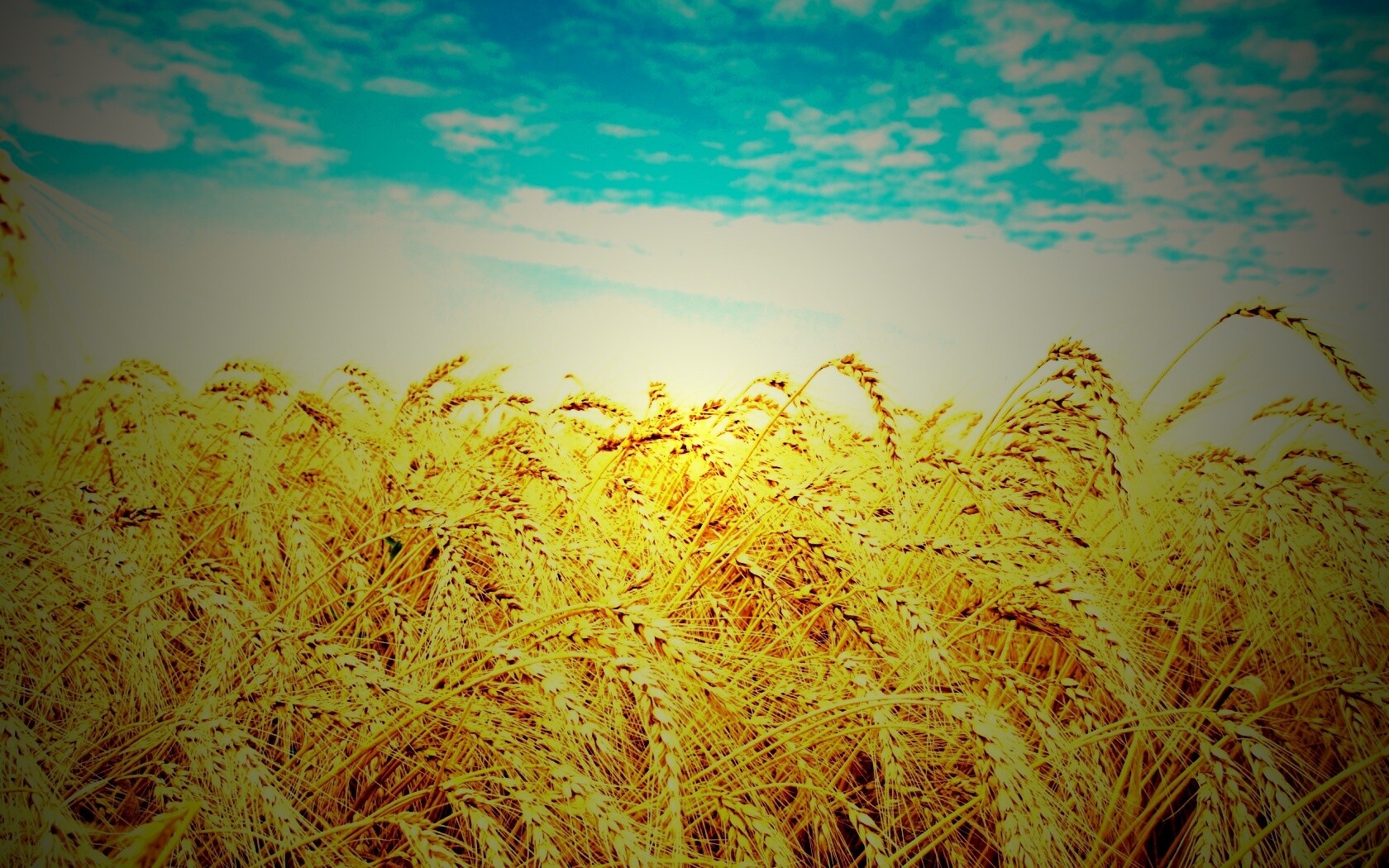 Колосья в поле обои
