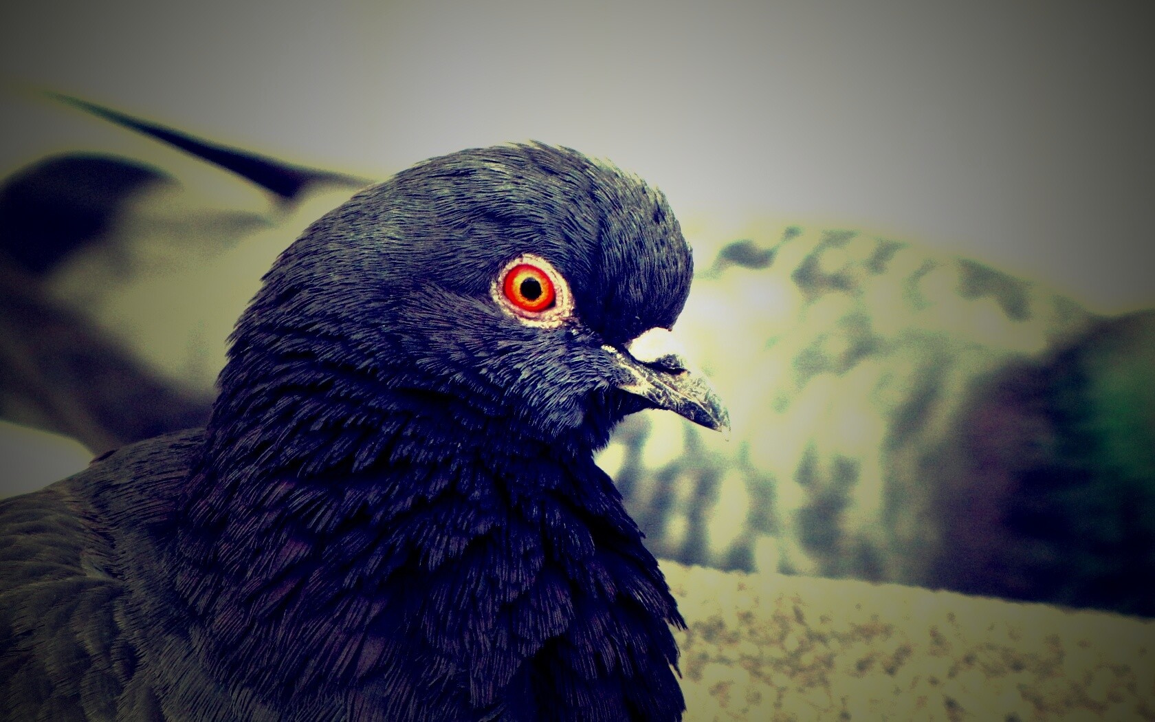 Смотрит в самую душу обои