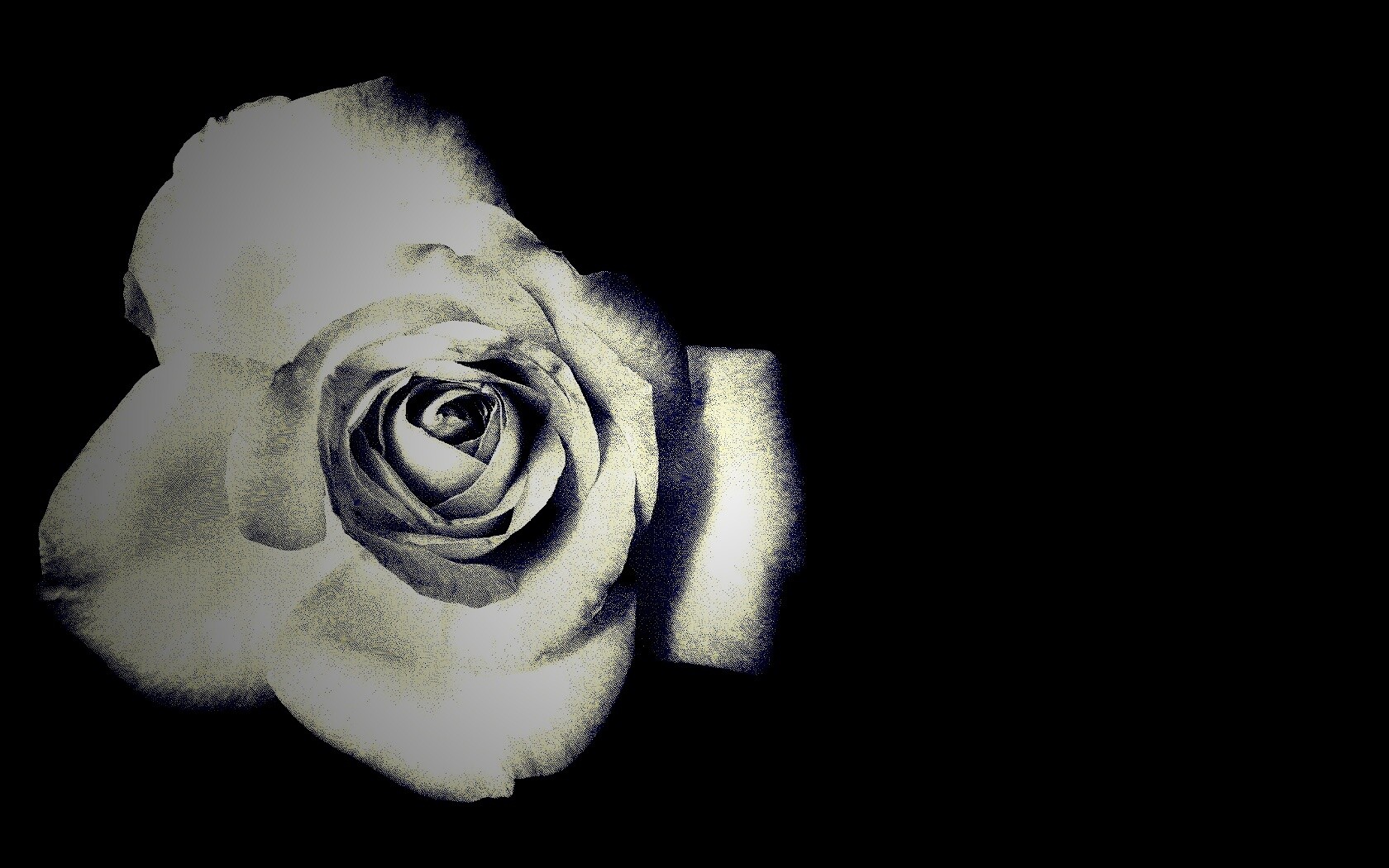 Черно-белая роза обои
