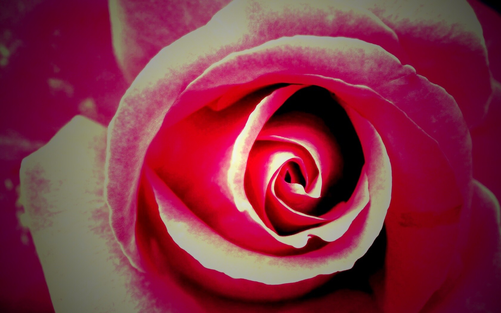 Красивая розовая роза обои