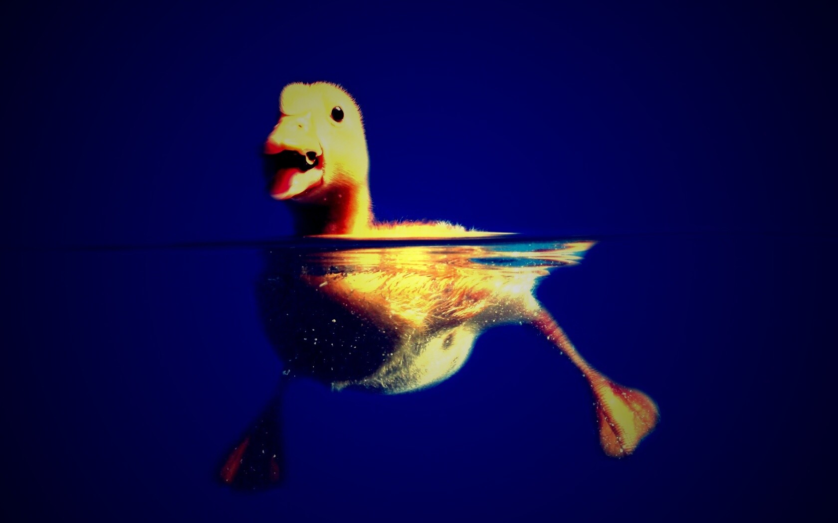 Утёнок в воде обои