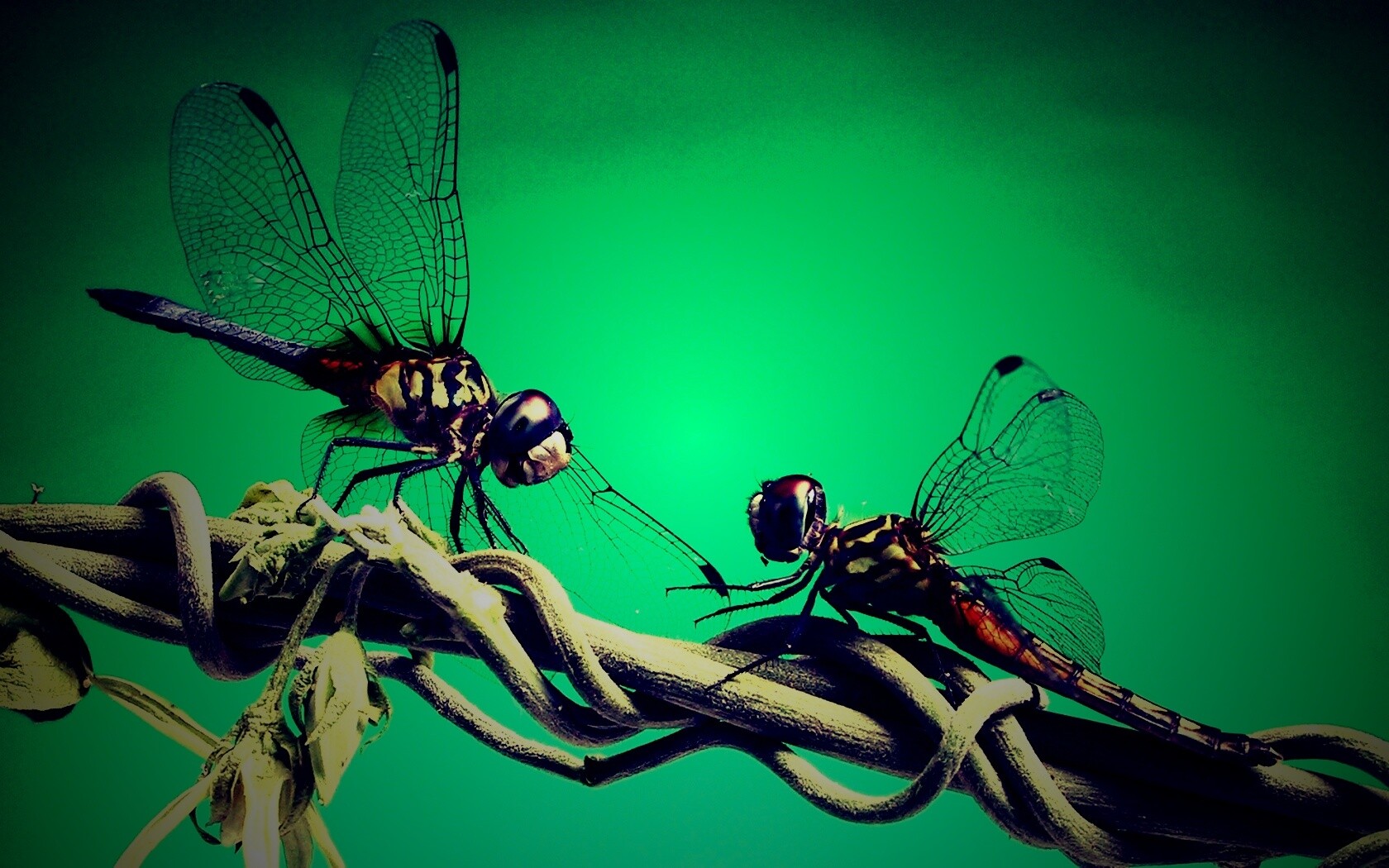 Две стрекозы обои