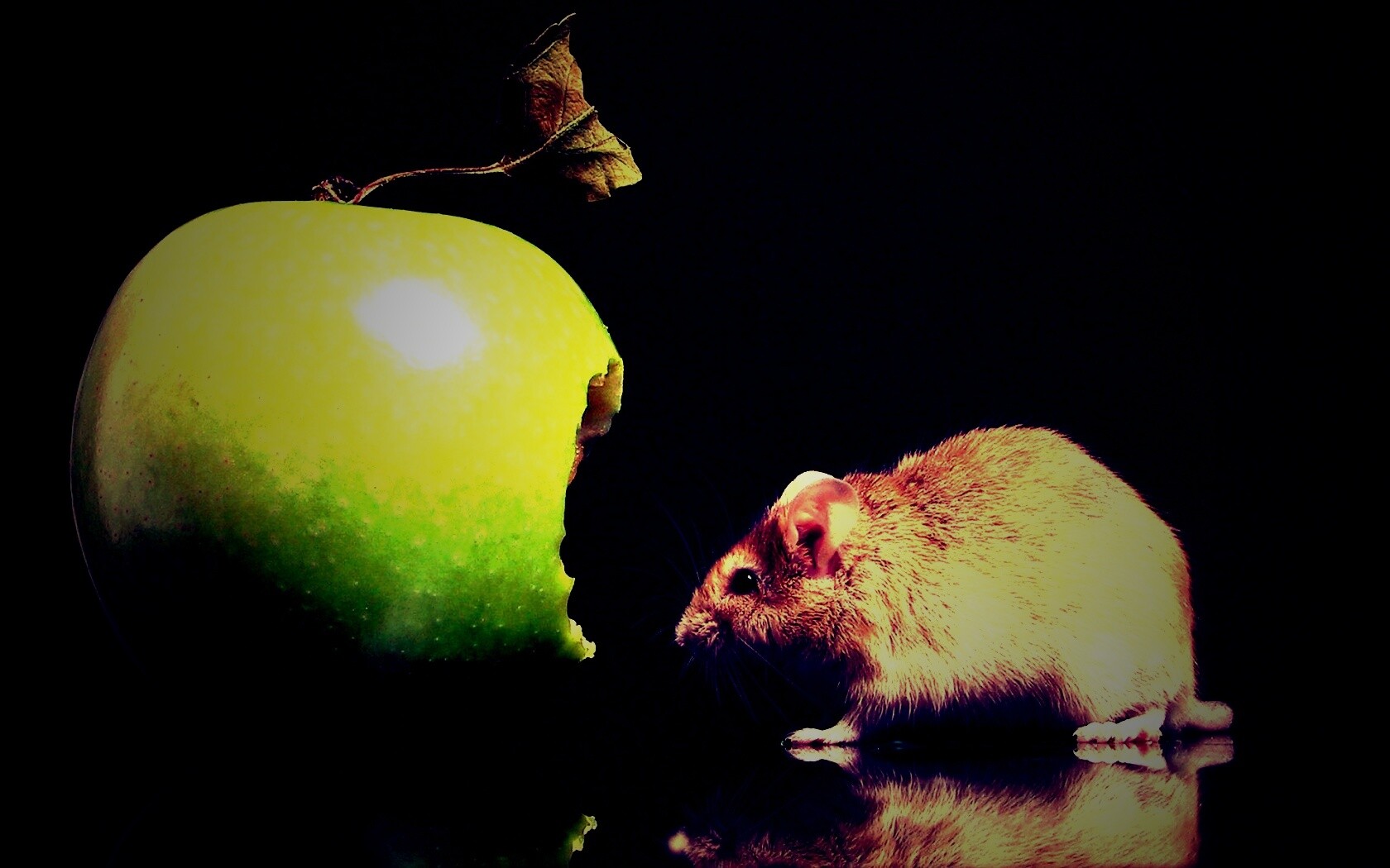 Мышь надкусила яблоко обои
