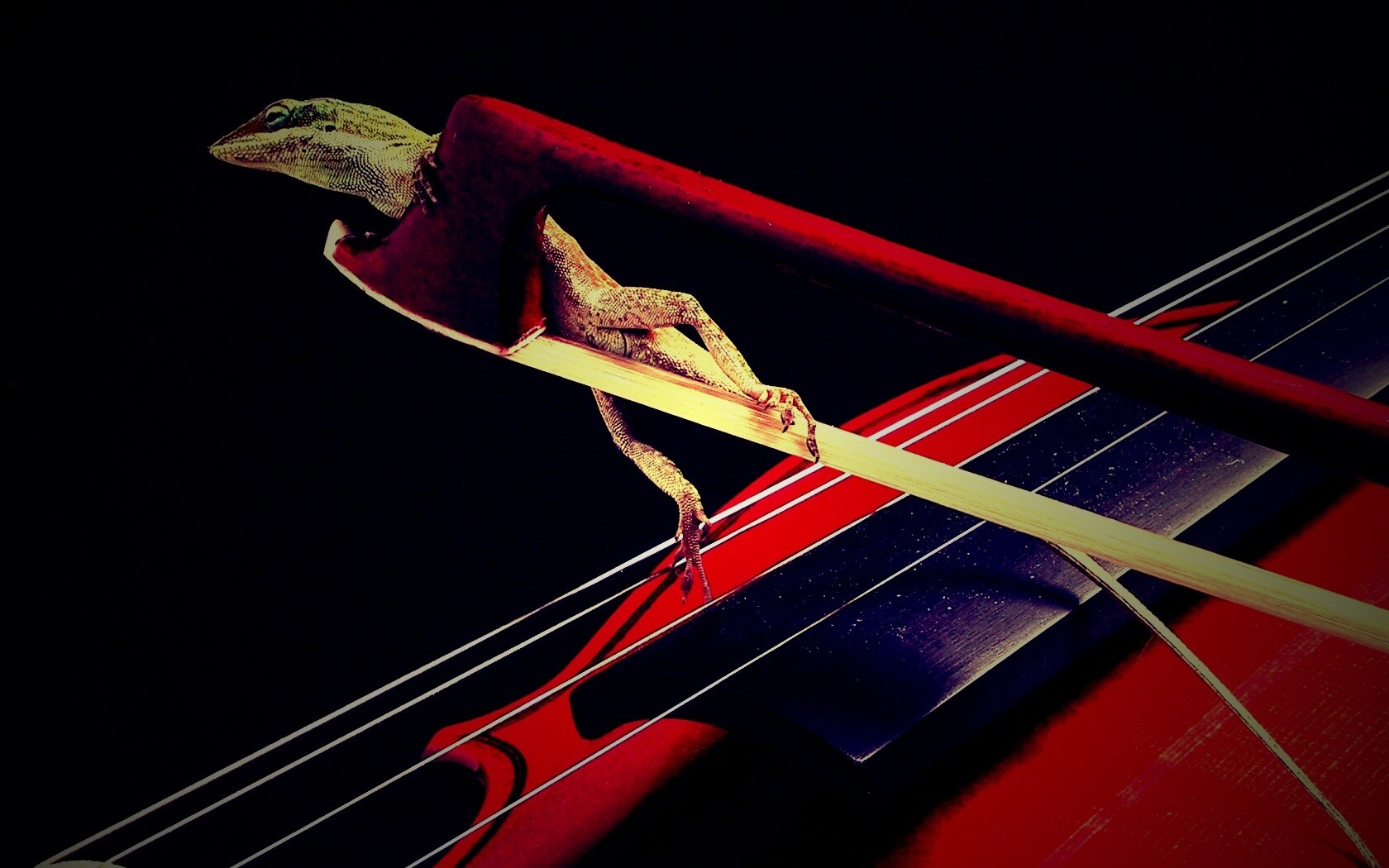 Ящерка на виолончели обои